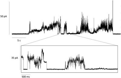 Photoactivation of a Mechanosensitive Channel